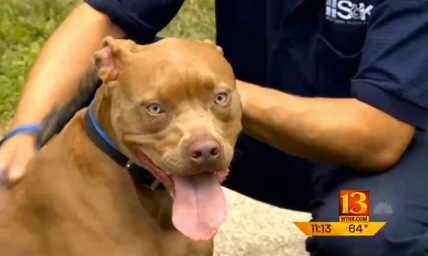 Hero Pit Bull Saves Deaf Boy as House Burns Down