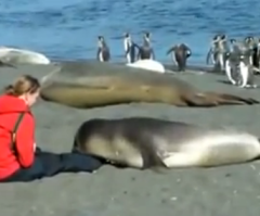 This Adorable Seal Becomes Best Friends With a Woman on the Beach