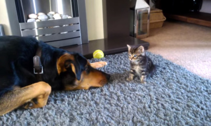 Big Dog and Tiny Kitten Get to Know Each Other and It's Insanely Adorable