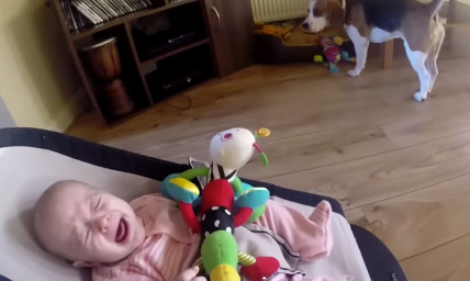 After Taking a Baby Girl's Toy, This Dog Apologizes in the Sweetest Way