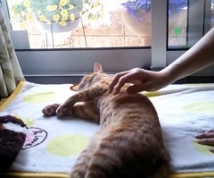 This Adorable Cat Sure Knows How Give Himself the Ultimate Relaxation Experience