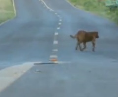 Abandoned Dog Takes a 4-Mile Trip Every Night, So Someone Decided to Follow Her (VIDEO)