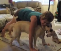 Pets Prove That Annoying Can Sometimes Be Cute … By Interrupting Their Owners' Yoga Sessions (VIDEO)