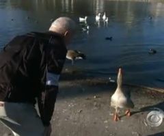 A Wonderful Story About a Goose Who Becomes Best Friends With a Retired Man in the Park