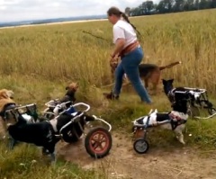 These Precious Dogs Will Brighten Up Your Day (VIDEO)