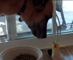 Dog Gets to Have Dinner and Get a Show at The Same Time – Watch What This Awesome Bird Can Do