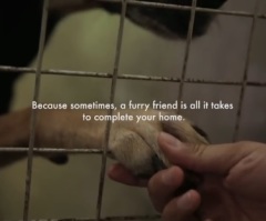 IKEA, Which Is Typically Known for Furniture, Advertises Adoptable Dogs in Stores (VIDEO)