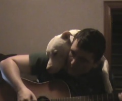 Adorable Pit Bull Cuddles His Owner While Listening to a Beautiful Song – This Will Melt You Heart (VIDEO)