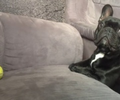 French Bulldog Has a Hard Time Reaching a Tennis Ball (VIDEO)