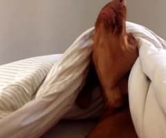 This Sleepy Dog is Not Really a Morning Person – He Howls Back at the Alarm Clock (VIDEO)