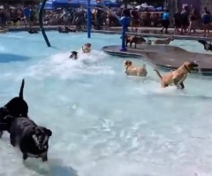 Before This Pool Closes To The Public, They Open It for Dogs (VIDEO)