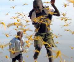 Billions of Locusts Swarm Skies of Madagascar; Invasion Caught on Video