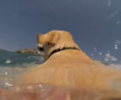 This Dog Really Loves to Swim – He Does a Cannonball Splash Into the Water (VIDEO)