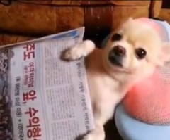 Chihuahua Just Relaxing After a Long Day of Being a Dog (VIDEO)