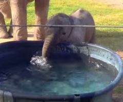 Adorable Baby Elephant Uses His Trunk to Blow His First Bubbles in the Water (VIDEO)