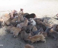 One Guy is Surrounded by Happy Bunnies on Japan's Rabbit Island – This Will Brighten Up Your Day for Sure!