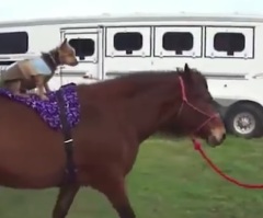 These 45 Animal BFFs Always Have One Another's Back … Literally! A Must See! (VIDEO)