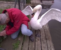 Man Risks Getting Attacked by a Father Swan to Help Save It's Trapped Baby (VIDEO)