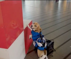 A Dog That Works at the Airport Returning Lost Items to Passengers (VIDEO)