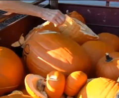 Vandals Hit Church-Charity Pumpkin Patch, Smashing Gourds on Church Wall Over 3 Days