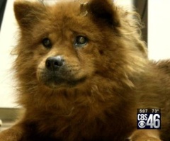 Dog Saves His Family From a House Fire and Thanks To Bighearted People, He is Being Saved Too!