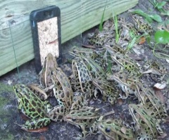 A Big Group of Frogs Come Together to Watch a Video About Worms on a Phone (VIDEO)