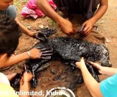 Dog Gets Saved After Falling Into a Pool of Tar by Animal Rescue Workers (VIDEO)