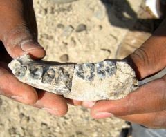 Earliest Human Remains Discovered in Ethiopia, Researchers Push Back Human Lineage to 2.8 Million Years