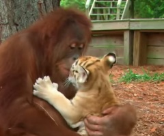 This Adorable Orangutan Thinks He's a Babysitter for a Group of Baby Tigers