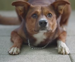 Couple Gets Vision to Use People's Relationships With Pets to Show God's Love for Mankind; Now Hosts Dog-Friendly Worship Service