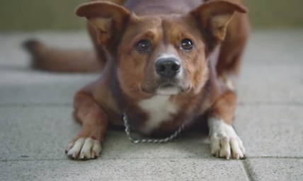 Couple Gets Vision to Use People's Relationships With Pets to Show God's Love for Mankind; Now Hosts Dog-Friendly Worship Service