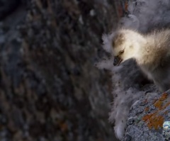 Daredevil Gosling Takes a Life-Threatening Leap of Faith to Rejoin His Parents at the Bottom