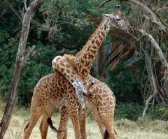 #IfICouldTalkToGod Hashtag Starts Trending on Twitter, but It Began as a Joke About Fighting Giraffes