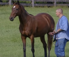 Prisoners Help Take Care of These Horses as Part of Their Rehabilitation