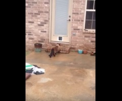 Man Installs a Brand New Cat Door, but His Cat Couldn't Care Less