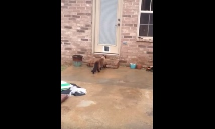 Man Installs a Brand New Cat Door, but His Cat Couldn't Care Less