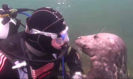 This Funny Seal Won't Leave Until He Gets a Belly Rub