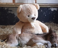 An Orphan Pony Finds Friendship With a Fluffy Teddy Bear