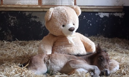 An Orphan Pony Finds Friendship With a Fluffy Teddy Bear