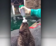 This Sea Otter With Asthma Is the First of Its Kind to Use an Inhaler!