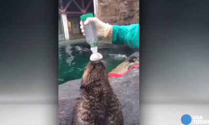 This Sea Otter With Asthma Is the First of Its Kind to Use an Inhaler!