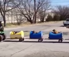 This Old Man Takes His Dogs For a Puppy Train Ride; This is Adorable!