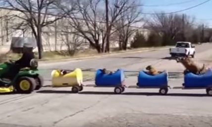 This Old Man Takes His Dogs For a Puppy Train Ride; This is Adorable!