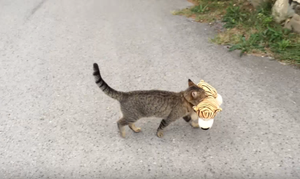 Wanna Play? Kitty Steals Tiger Toy From the Neighbors