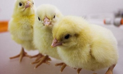 Chicken Completes Obstacle Course — Yes, You Read That Right