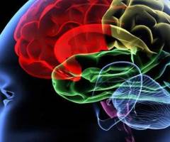 Study Finds Link Between Higher Intelligence and Longer Life