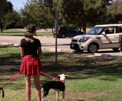 Afghan War Vet's Reunion With Beloved Dogs Leaves Stranger in Tears. See Why. (VIDEO)