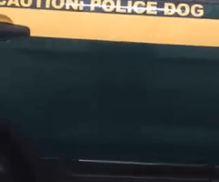 K9 Helps Cops Clean Car in Funniest Way Possible