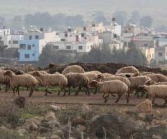 Biblical Spotted Sheep in Jacob Story With 2000 Year History to Return to Israel