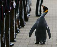 Penguin on Treadmill Has You Doing a Double Take